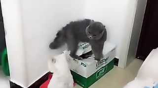 cat fighting