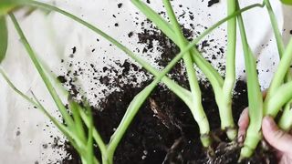 Best planting