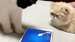 Hilarious cats