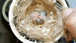 Hand Feedin Baby bird (Canary Gouldian & Zabra Finch)