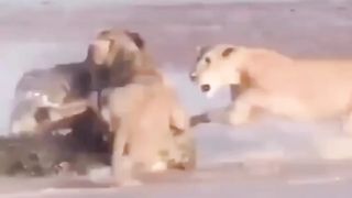 Lion vs crocodile ????