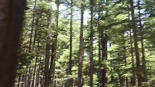 Beautiful forest