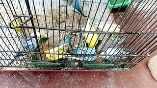 parrot  fight