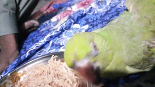 Parrot:1