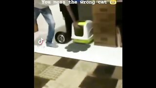 Cats Funny Petts Funny????|Funny moment????|#Cats