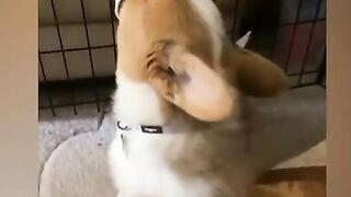 Забавные животные