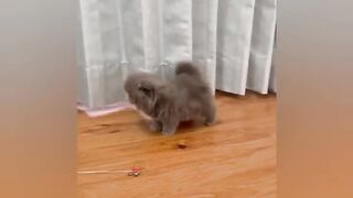 Подборка котиков