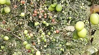 Yah kaun si fruit hai
