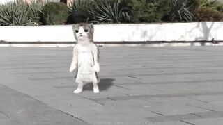 Dancing Cats,