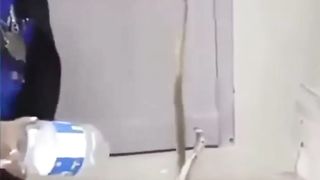 Amazing snake catching