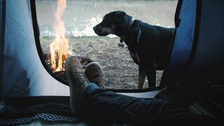 Black Dog