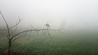 Bird in Winter| Bird | beautiful video