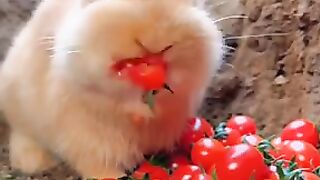 Rabbit ????????