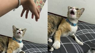 So mad | Cute Animals