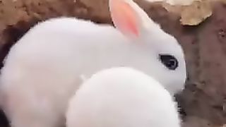 Rabbit cuteness ????