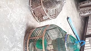 Lovely birds
