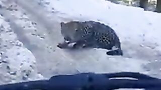 tiger on the road