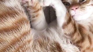 Cute#cat