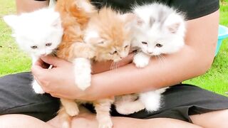 Naughty Cats,Funny cats playing with toy.