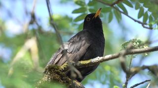 Beautiful birds and Wildlife