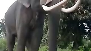 Animals lover
