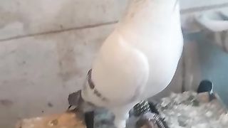Pigeons