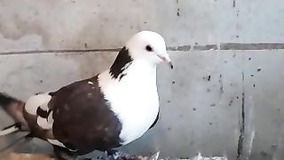 black eye pigeons