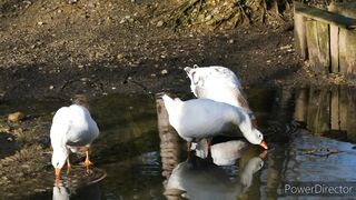 Beautiful birds beauty of Nature