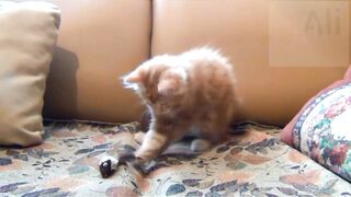 Cats funny video