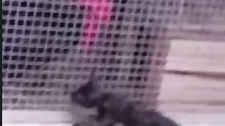 Curious kitten