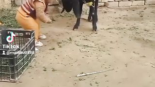 Funny Video