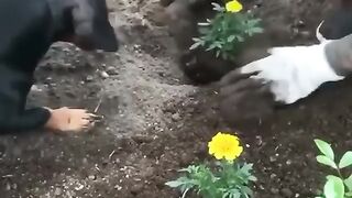 Dog helping girl to plant flowers