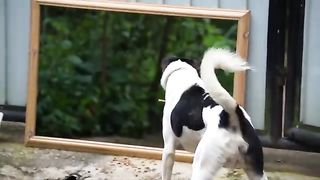 "Side-Splitting Footage of Animals Behaving in the Most Amusing Ways"