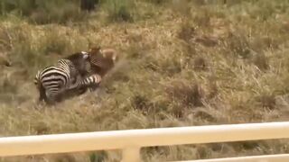 Zebra face the lion to save her child