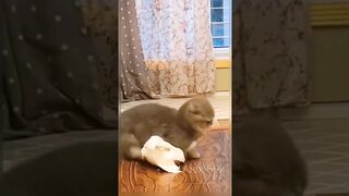 Most funny animals compilation | funny animals 2023