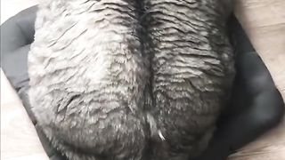 Amazing cats ????????