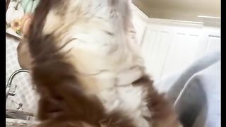 Pet animals funny video new2023