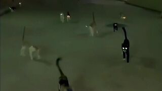 So beautiful cats ????????