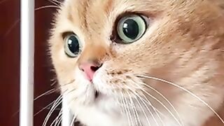 OMG What She’s Speaking | My Cute Cat | #cat #animals #fyp #viral