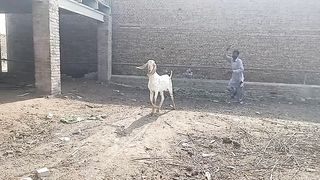 Sultan