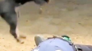 Life save dog