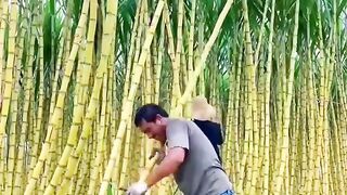 amazing farming