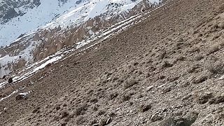 Beauty of mountain ????️ yak ibex snow cock