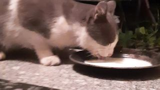 Cat milk