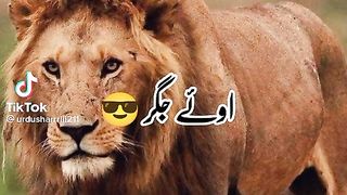 Animal