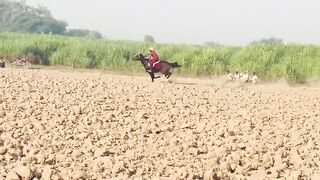 Horse videos