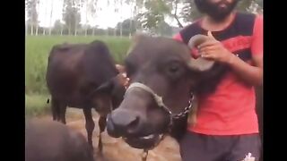 دوائی کے طور پر شراب پینا کیسا