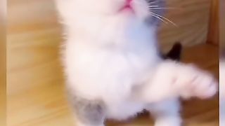 Cute cats funny vedios -2022 compilation