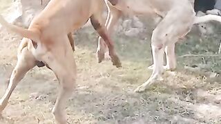 My dog faight