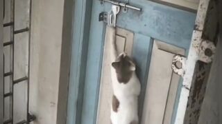 funny cat